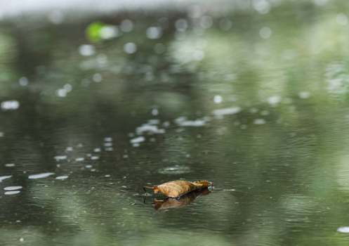 Sabah da yağış yağacaq