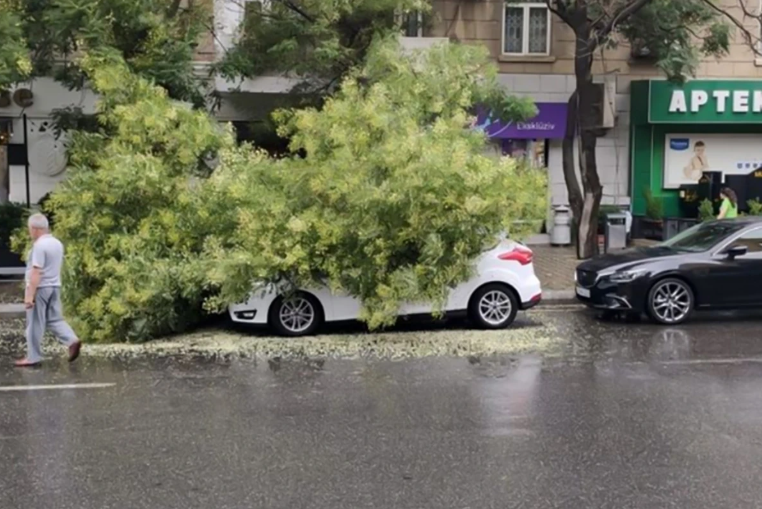 "Targovu"da ağac "Mercedes"in üstünə aşıb
