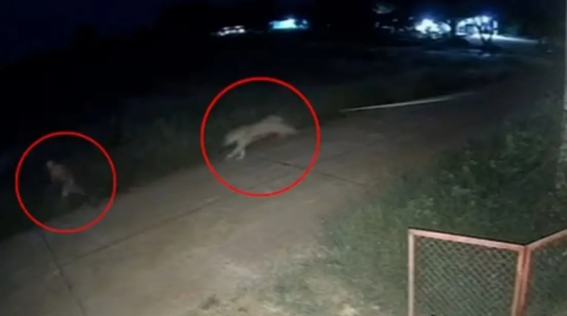 Zincirlərindən qurtulan aslan 11 yaşlı uşağa hücum etdi