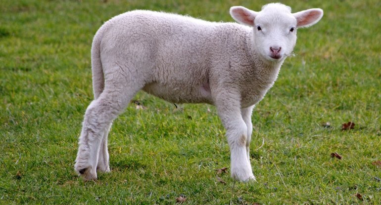 Nisyə quzu aldı, 2 ildən sonra pulunu istəyən şəxsi bıçaqladı - Azərbaycanda