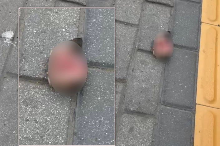 Bakıda park yaxınlığında VƏHŞİLİK: Pişik başı tapılıb