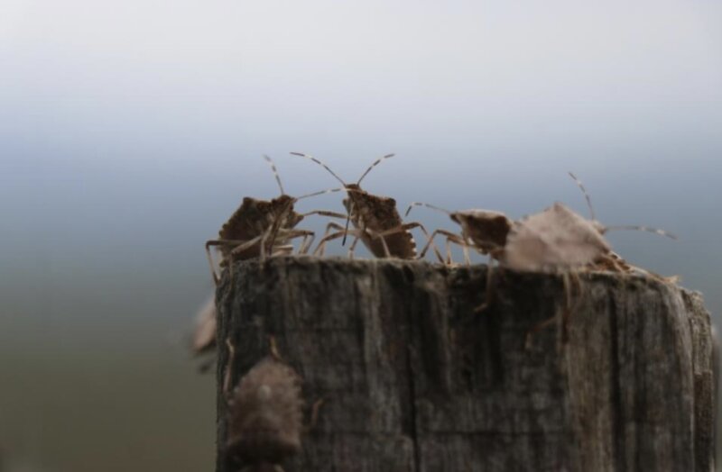 Dünyanın sonunu gətirəcək böcək İstanbulda görüldü