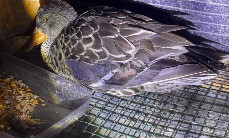 Bir foto sosial şəbəkəni qarışdırdı: Qazdır, yoxsa ördək?