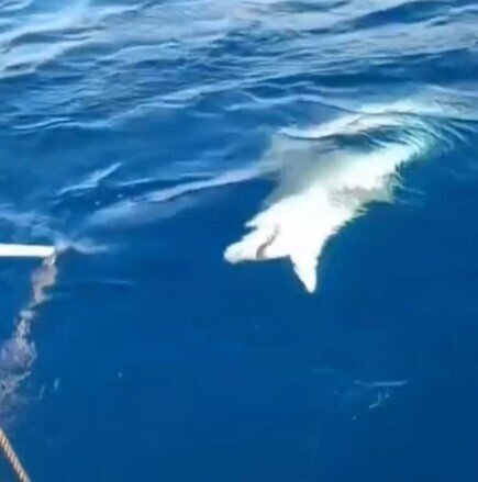 Təcrübəsiz balıqçının tilovuna köpəkbalığı düşdü