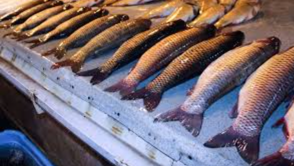 Axşam saatlarında Bakıdakı balıq bazarında nə baş verir?