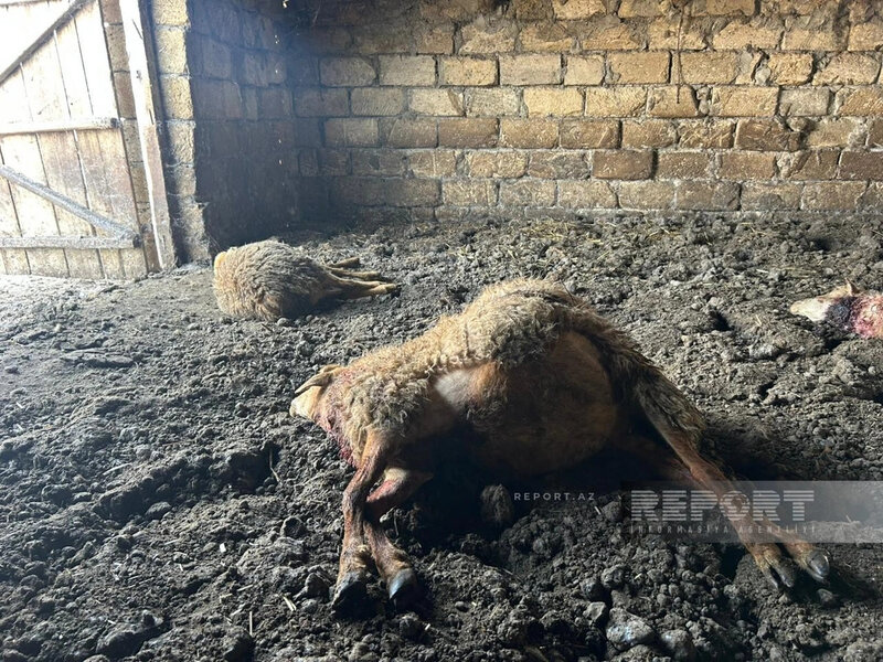 Kürdəmirdə canavarlar daha bir kəndə hücum etdi, 13 qoyun tələf oldu (FOTO)