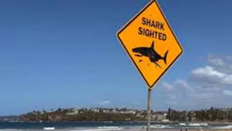 Köpəkbalığının hücumuna məruz qalan gənc qadın həyatını itirdi