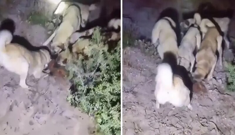 Nəsli qorunan nadir növü çoban itlərinə parçalatdı - VİDEO