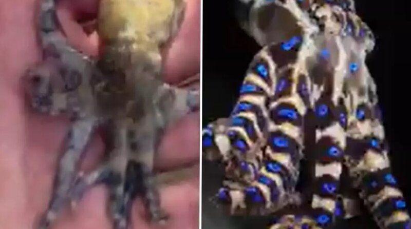 Dünyanın ən ölümcül dəniz canlılarından birinə toxunan turist təhlükəni sonra başa düşdü - VİDEO