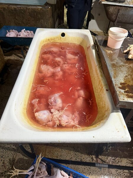 "Kənd toyuğu"nu sintetik maddə ilə rəngləyibmişlər - Fotolar