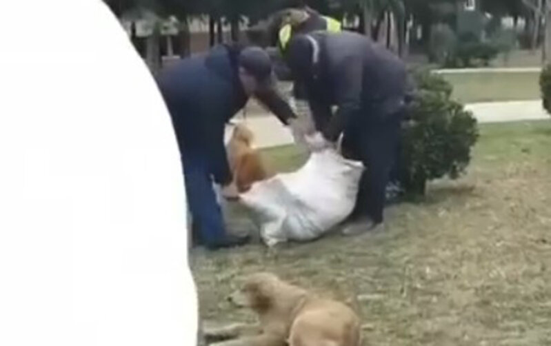 Mingəçevirdə sahibsiz itlər öldürülür? - Açıqlama - Video