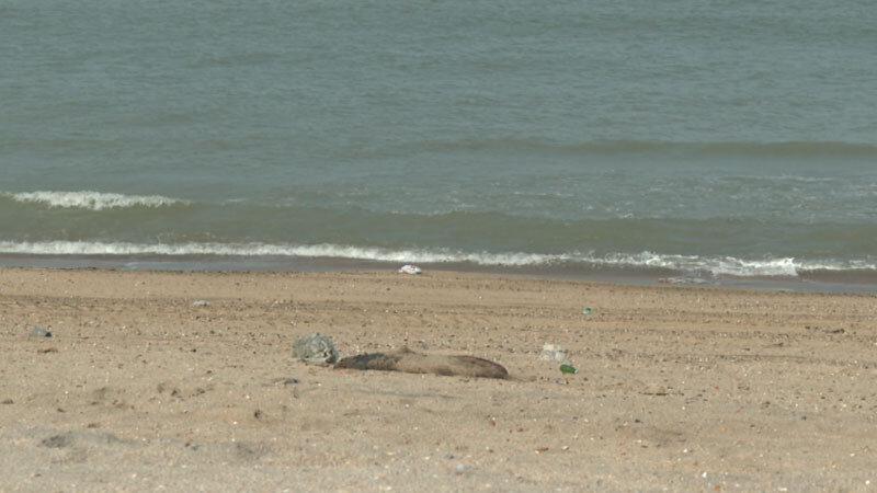 Xəzər sahilində suiti cəsədləri aşkarlandı (VİDEO)