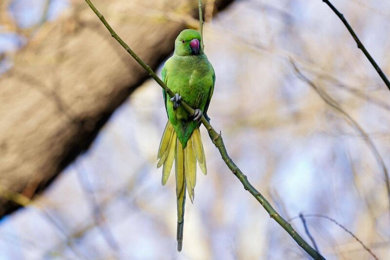 Bakı bulvarında gəzərkən səsinizi yamsılaya bilərlər... - Fotolar