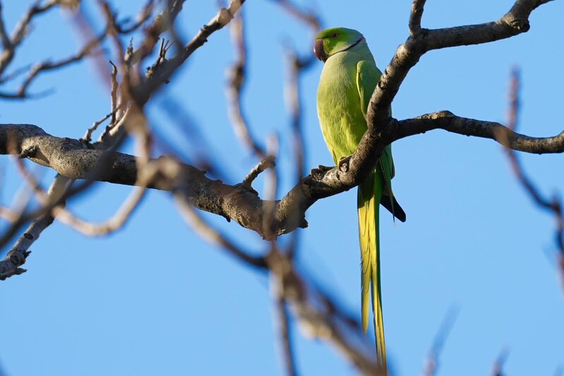 Bakı bulvarında gəzərkən səsinizi yamsılaya bilərlər... - Fotolar