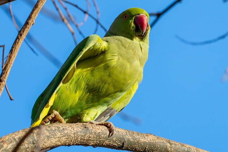 Bakı bulvarında gəzərkən səsinizi yamsılaya bilərlər... - Fotolar