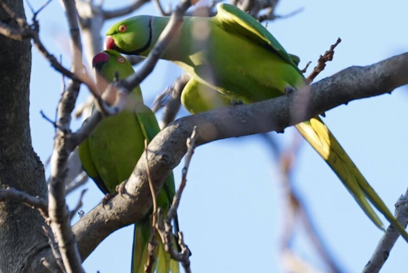 Bakı bulvarında gəzərkən səsinizi yamsılaya bilərlər... - Fotolar