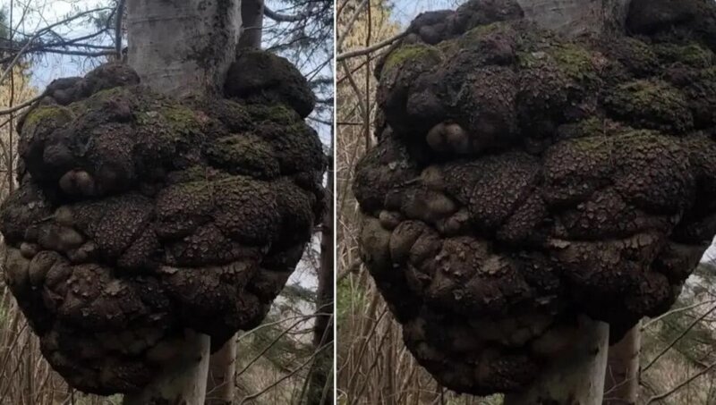 Ovçuu meşədə gəzərkən tapdı: Dəyəri qızıl ilə müqayisə olunur