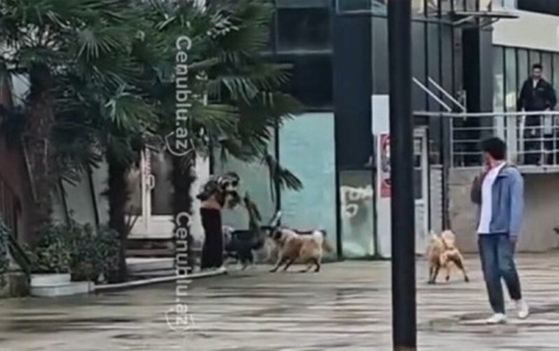 Lənkəranda sahibsiz itlər tez-tez insanlara hücum edir - Video