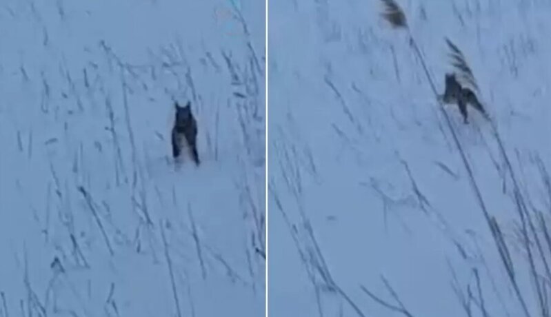 Kənd sakinlərini təəccübləndirən görüntülər - VİDEO