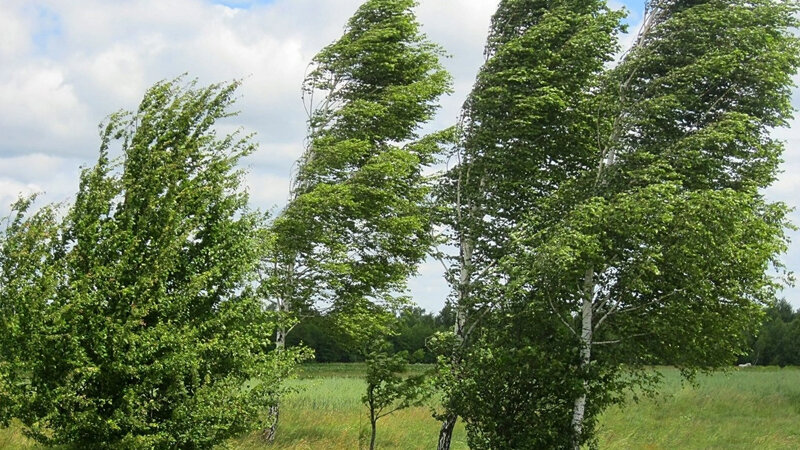 Sabah güclü külək əsəcək