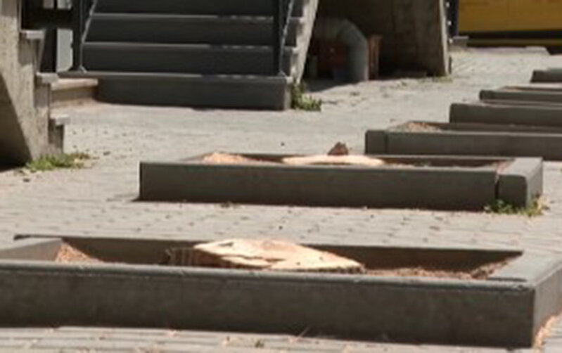 Bakıda ağacları kim kəsib? - Video-Fotolar-Yenilənib