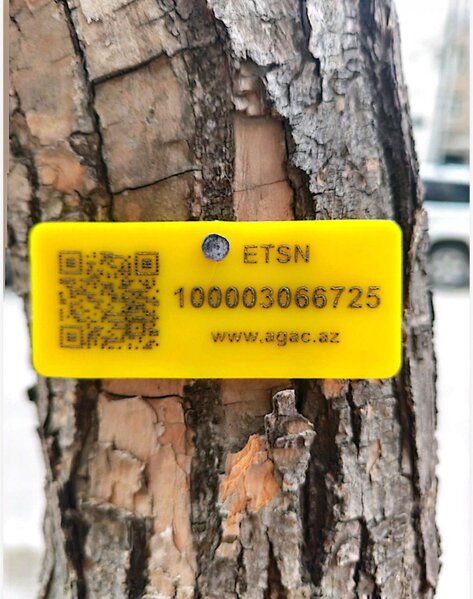 Bakıda ağacları kim kəsib? - Video-Fotolar-Yenilənib