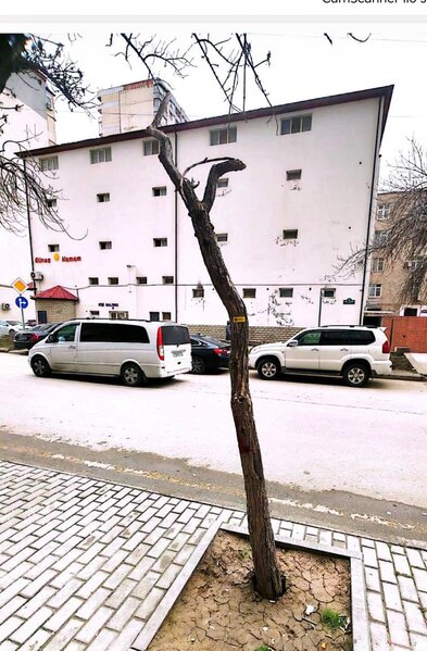 Bakıda ağacları kim kəsib? - Video-Fotolar-Yenilənib