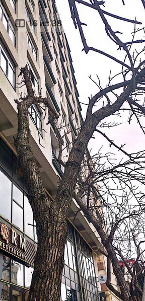 Bakıda ağacları kim kəsib? - Video-Fotolar-Yenilənib