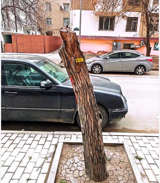 Bakıda ağacları kim kəsib? - Video-Fotolar-Yenilənib