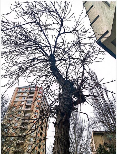 Bakıda ağacları kim kəsib? - Video-Fotolar-Yenilənib