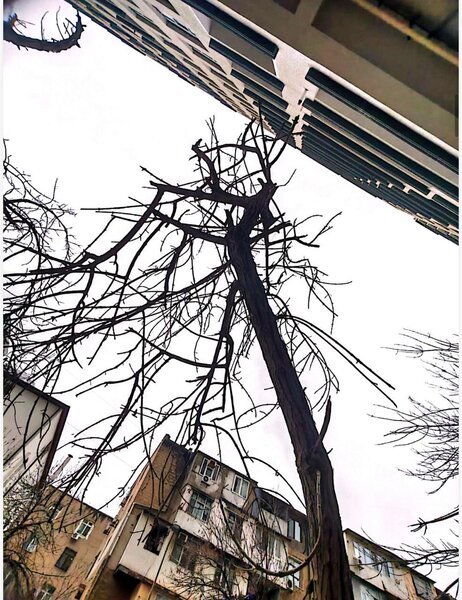 Bakıda ağacları kim kəsib? - Video-Fotolar-Yenilənib