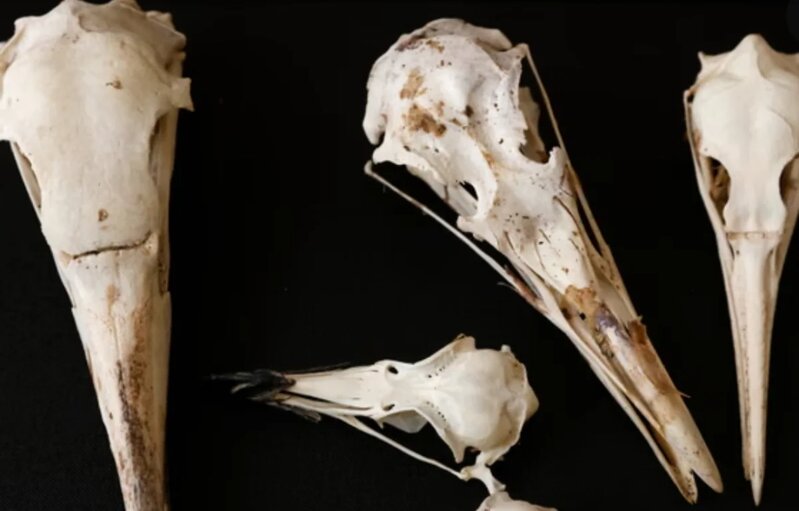 Alimlərdən sensasion araşdırma: Quşlar tirannozavrların sirrini açır