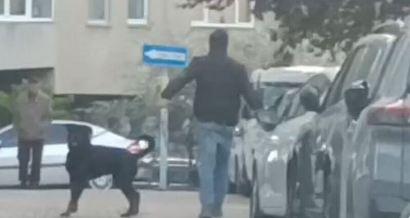 Rottweiler kiçik itə hücum etdi: Qadının qışqırıqları məhəlləni bürüdü - VİDEO