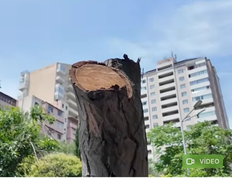 Paytaxtda vətəndaşların şikayəti: Təhlükəli ağaclar kəsilmək əvəzinə, budanıb - VİDEO