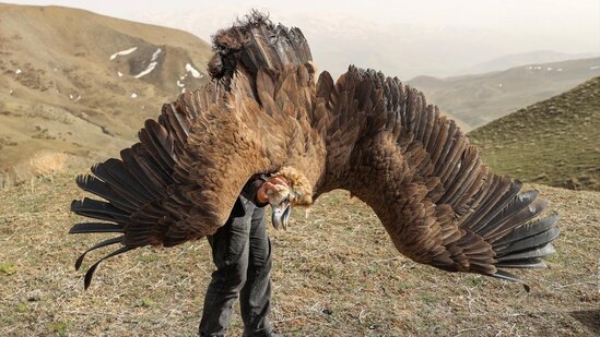 Yaralı quşlar təbiətə buraxıldı - FOTO