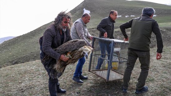 Yaralı quşlar təbiətə buraxıldı - FOTO