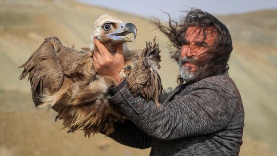 Yaralı quşlar təbiətə buraxıldı - FOTO