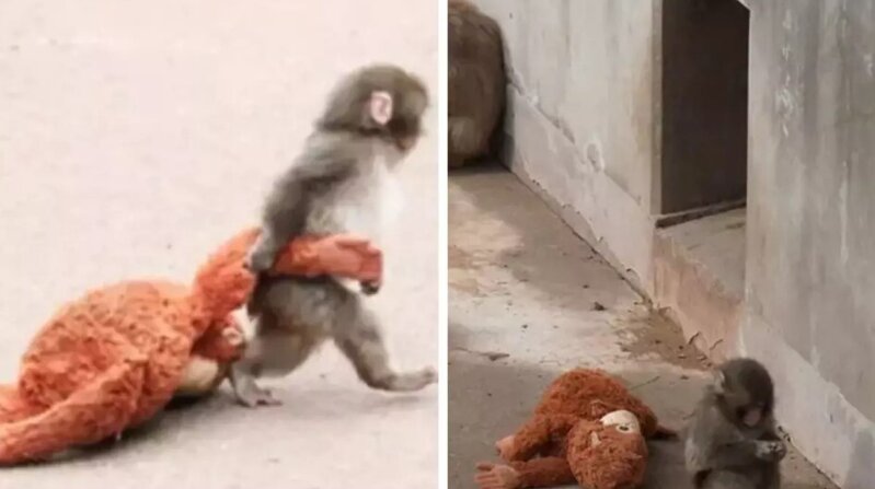 Anası tərəfindən tərk edilən meymun viral oldu: Axtardığı şəfqəti yumşaq oyuncağında tapdı - VİDEO