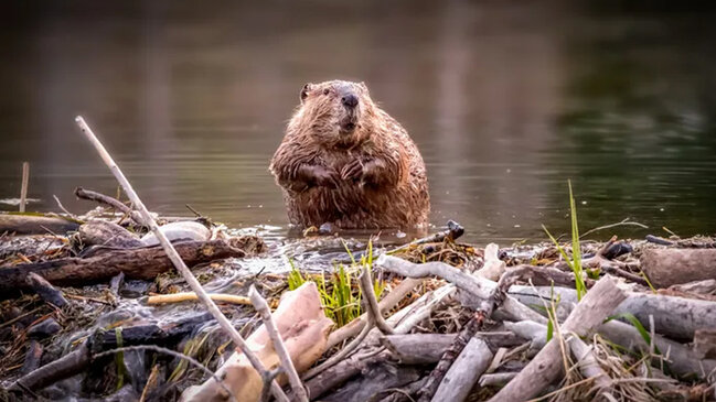 ABŞ-da müharibədən sonra 76 bəbir qunduz vəhşi ərazilərə buraxılıb: Səbəb nə idi?