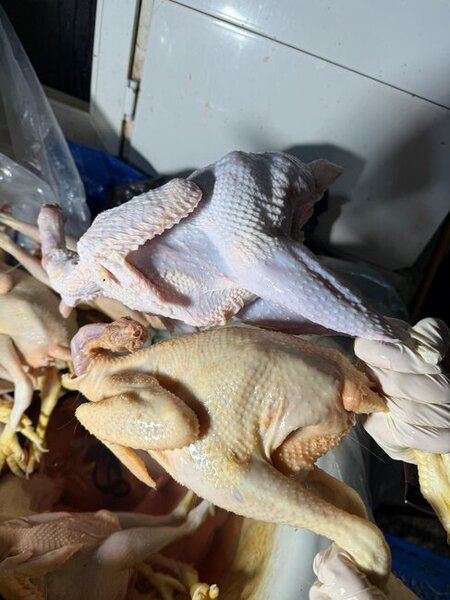 "Kənd toyuqları"nı bu vannalarda "istehsal edirmişlər" - Fotolar