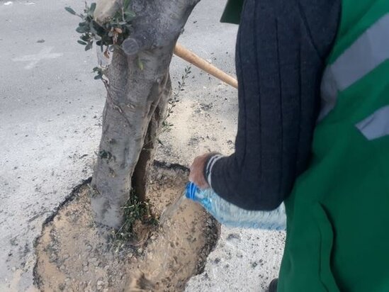 Bakıda ağacların dibi betonlanıb: Yaşıllaşdırma idarəsindən AÇIQLAMA - FOTO