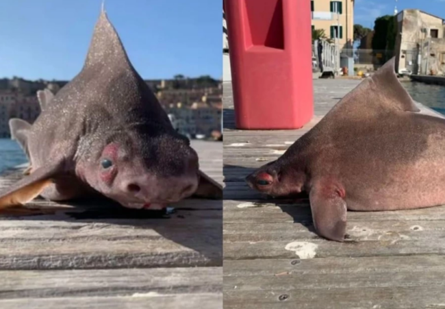 Bu köpəkbalığı donuza oxşayır - FOTO