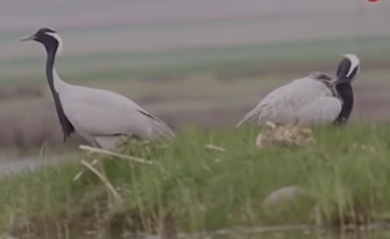 17 ildən sonra ilk dəfə görənləri heyran etdilər - VİDEO