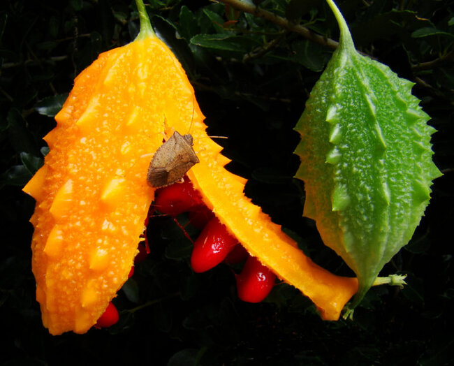 Qüdrət narı və ya Afrika xiyarı - Bu meyvəni tanıyırsız? - FOTO