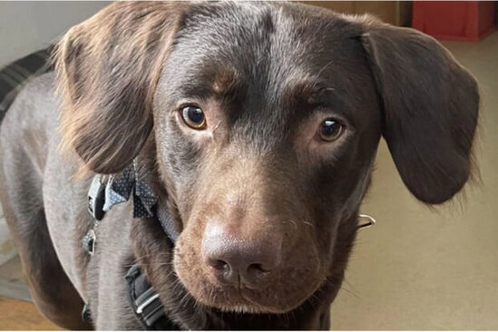 Dünyada İLK: İt alkoqolizmdən sağaldı