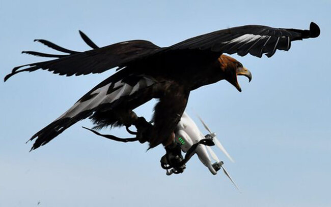 Türkiyədə qartal çəkiliş aparan dronu "ovladı" - Video