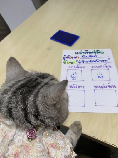 Polisə hücum edən pişik həbs olundu, pəncə izləri alındı