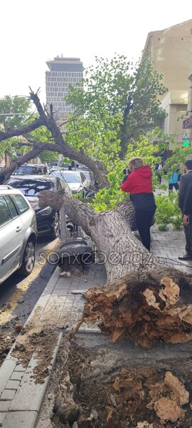 Bakıda güclü külək ağacı maşınların üzərinə aşırtdı - FOTOLAR