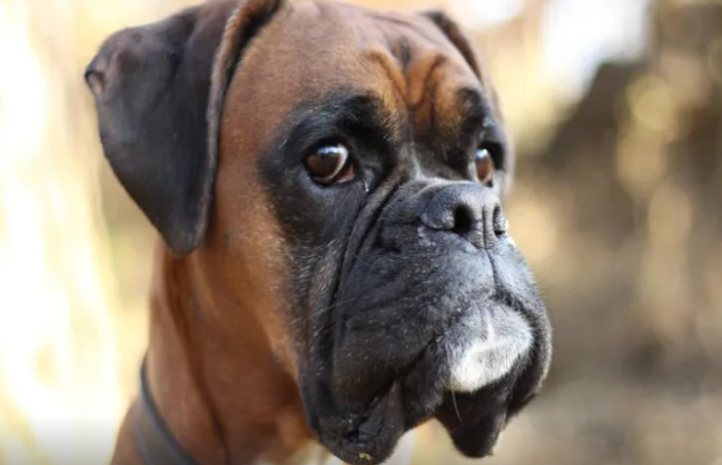 Niyə itlər bəzi insanları sevmir?