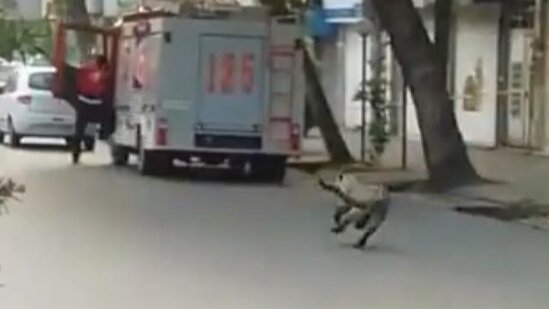 İnsanları qorxuya salan bəbir öldürüldü - VİDEO